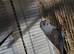 Dunfallow split bf breeding pair