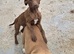 6 month old puppy