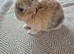 READY NOW lionhead lop x Harliquin kits