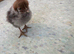 Silver campine two day old chicks