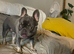 Female age 2, Spayed French Bulldog