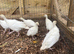 Day old chicks for sale