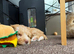 Rehoming sweet cockapoo