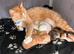 5 beautiful kittens