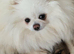 Beautiful KC Registered Pomeranian Boys – Cream Sable & Wolf Sable