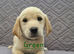 Gorgeous KC registered Labrador puppies