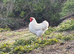 White Wyandotte