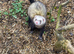 Hob ferret available