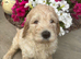Stunning labradoodle