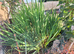 Pond plant