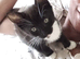 Little boy kittens
