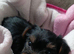 Puppy from sale