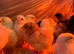 1 day old mix breed chicks