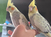 Cocktails