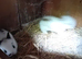 Lionhead rabbits Tamworth