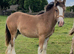 "Traditional" Bay Colt Cob/Heavy Horse