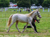 Well handled Connemara gelding