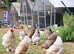 Brahma Pullets