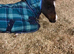 american minature horse