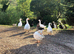 Happy healthy geese