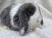 Mini lop last boy