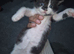 Adorable kitten boys needing a new home