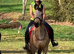 Beautiful Class 1 registered Connemara Mare - 14.1hh - 8 yro