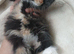 Long haired kittens
