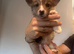 READY NOW! Beautiful Pembroke Welsh Corgi Puppies &ndash; Ready Soon