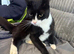 Gorgeous male cat