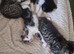 Ragdoll mix kittens