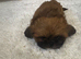 Kc registered shih tzu puppy