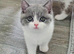 British short hair kittens available