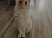 Full pedigree Maine coon