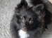 Pomeranian girl. 8 months old