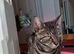 Gentle F4 TICA Registered Full Pedigree girl cat
