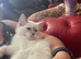 Gorgeous ragdoll kittens ready now