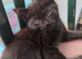 Beautiful sisters looking for their forever home