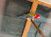 Rosella parrot