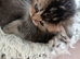 Lovely kittens