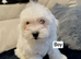 REDUCED price Maltese puppies, last boy and girl!