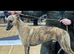3 kc reg male whippets