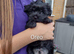 Yorkie puppies