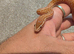 Female African house snake.