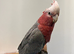 Baby Handreared Tame Galah Cockatoo Parrot
