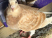 Pigeon for sale
