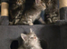 Beautiful Tica Maincoon Kittens