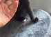 Kittens ready to go now