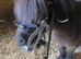 Gorgeous Mini Black Shetland Mare Perfect Companion