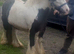 DOLLÁR — BEAUTIFUL MINI COB STALLION FOR SALE RIDE & DRIVE